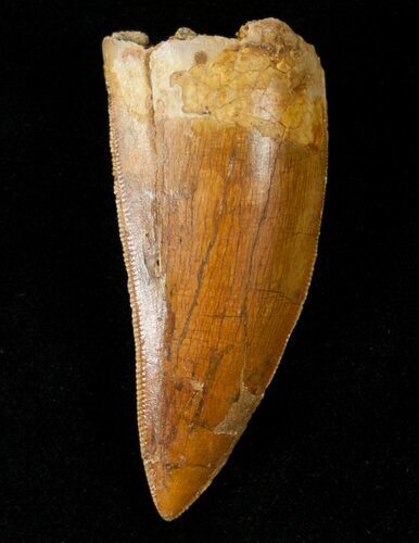 Thick Carcharodontosaurus Tooth #14802